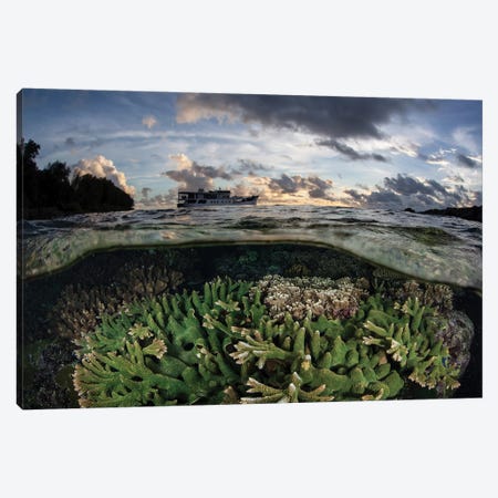 Reef-Building Corals Thrive On A Reef In The Solomon Islands Canvas Print #TRK2070} by Ethan Daniels Canvas Print