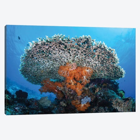 Soft Corals Grow Beneath A Large Table Coral In Indonesia Canvas Print #TRK2075} by Ethan Daniels Canvas Wall Art