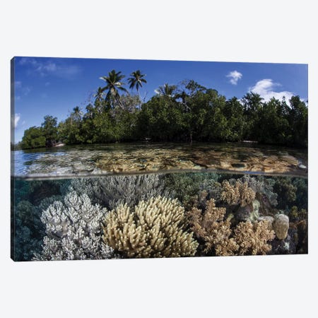 Soft Leather Corals Grow In The Shallow Waters In The Solomon Islands Canvas Print #TRK2077} by Ethan Daniels Canvas Art