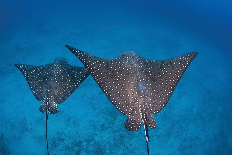 Spotted Eagle Rays Swim Over The Seafloor Near Cocos Island, Costa Rica