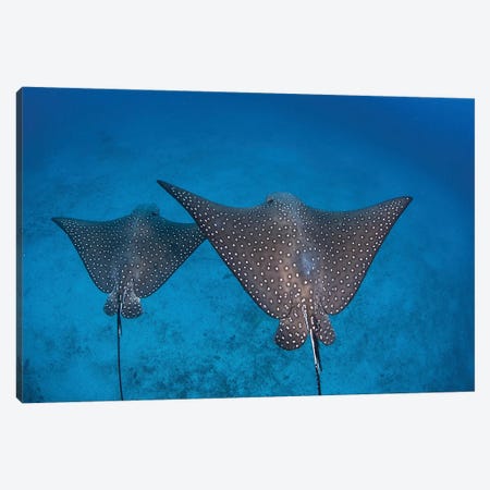 Spotted Eagle Rays Swim Over The Seafloor Near Cocos Island, Costa Rica Canvas Print #TRK2078} by Ethan Daniels Canvas Art Print