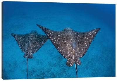 Spotted Eagle Rays Swim Over The Seafloor Near Cocos Island, Costa Rica Canvas Art Print - Rays