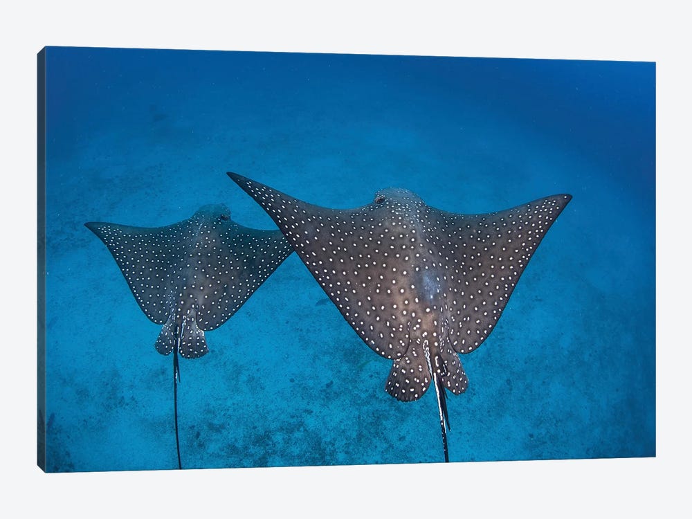 Spotted Eagle Rays Swim Over The Seafloor Near Cocos Island, Costa Rica by Ethan Daniels 1-piece Canvas Art