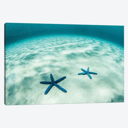 Starfish On A Brightly Lit Seafloor In The Tropical Pacific Ocean Canvas Print #TRK2079} by Ethan Daniels Canvas Print