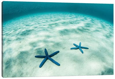 Starfish On A Brightly Lit Seafloor In The Tropical Pacific Ocean Canvas Art Print