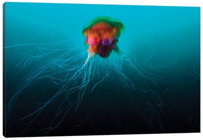 A Lion's Mane Jellyfish Rises From The Deep In Alaska I Canvas Art Print