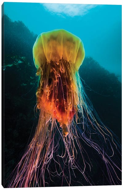 A Lion's Mane Jellyfish Rises From The Deep In Alaska II Canvas Art Print - Jellyfish Art