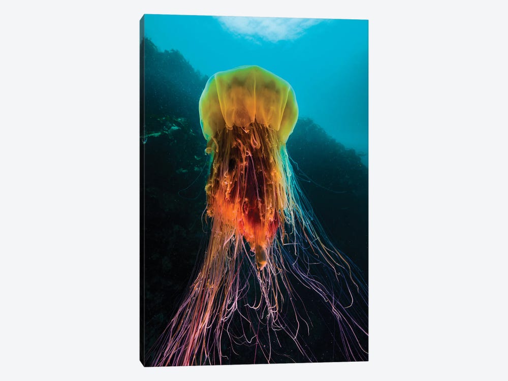 A Lion's Mane Jellyfish Rises From The Deep In Alaska II by Jennifer Idol 1-piece Canvas Art Print
