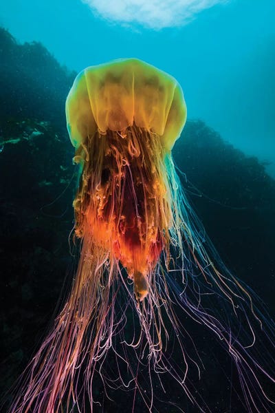 Jellyfish: A Lion's Mane Jellyfish Rises From The Deep In Alaska II by Jennifer Idol