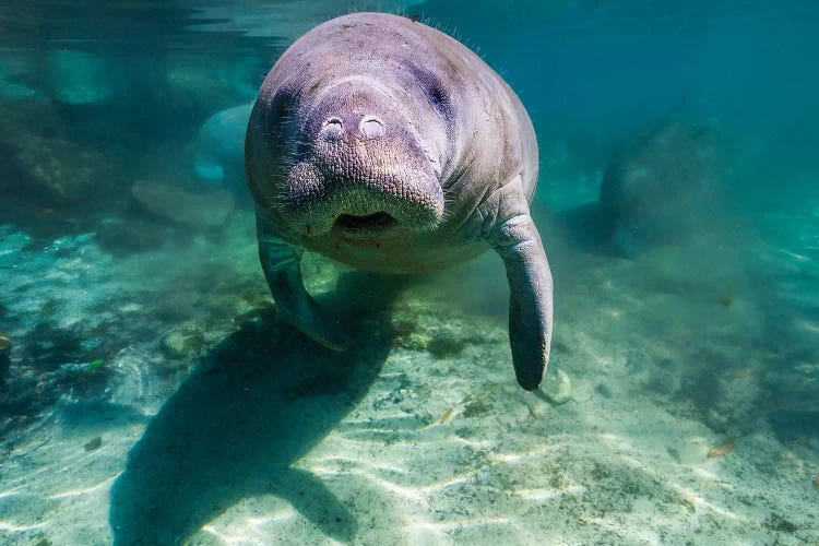 Manatee In Crystal River, Florida