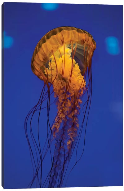 Pacific Sea Nettle Jellyfish I Canvas Art Print