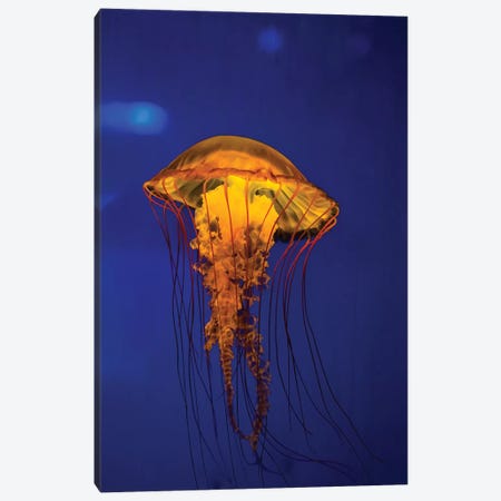 Pacific Sea Nettle Jellyfish II Canvas Print #TRK2092} by Jennifer Idol Art Print