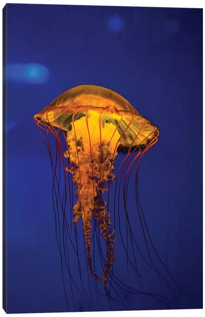 Pacific Sea Nettle Jellyfish II Canvas Art Print