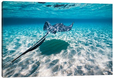 Southern Stingrays On The Sandbar In Grand Cayman, Cayman Islands I Canvas Art Print - Rays