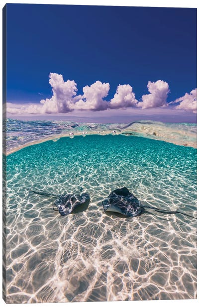 Southern Stingrays On The Sandbar In Grand Cayman, Cayman Islands II Canvas Art Print - Cayman Islands