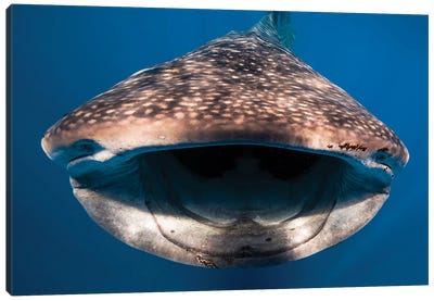 Whale Shark In Isla Mujeres, Mexico I Canvas Art Print