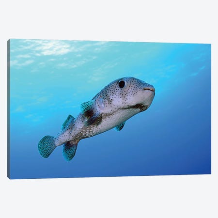 Porcupine Fish Swimming In The Caribbean Sea Canvas Print #TRK2104} by Karen Doody Canvas Art