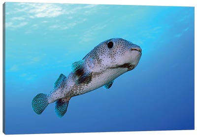 Porcupine Fish Swimming In The Caribbean Sea Canvas Art Print