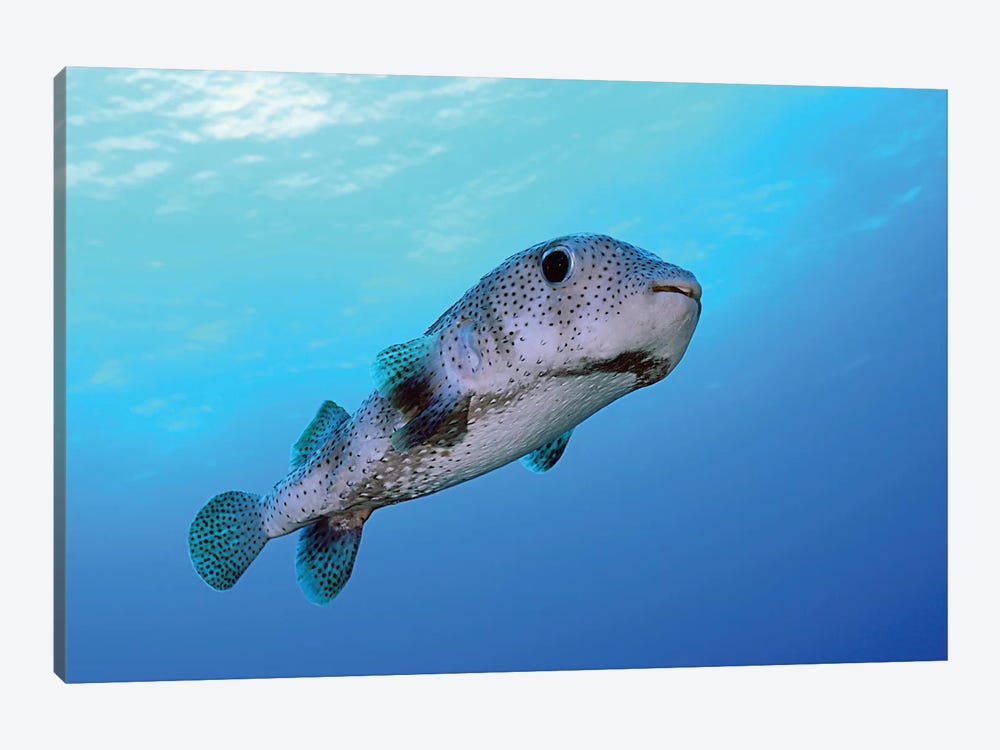 Porcupine Fish Swimming In The Caribbean Sea by Karen Doody 1-piece Canvas Art