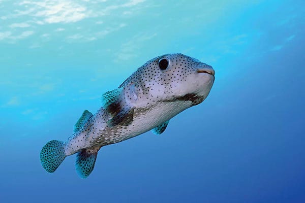Puffer Fish: Porcupine Fish Swimming In The Caribbean Sea by Karen Doody