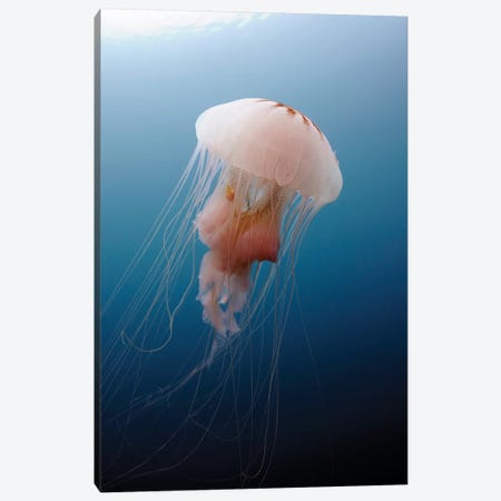 Sea Nettle Jellyfish In Atlantic Ocean I Canvas Print #TRK2106} by Karen Doody Canvas Art