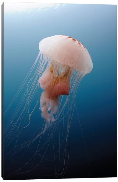 Sea Nettle Jellyfish In Atlantic Ocean I Canvas Art Print