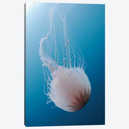 Sea Nettle Jellyfish In Atlantic Ocean II Canvas Print #TRK2107} by Karen Doody Canvas Artwork