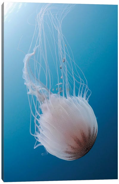 Sea Nettle Jellyfish In Atlantic Ocean II Canvas Art Print