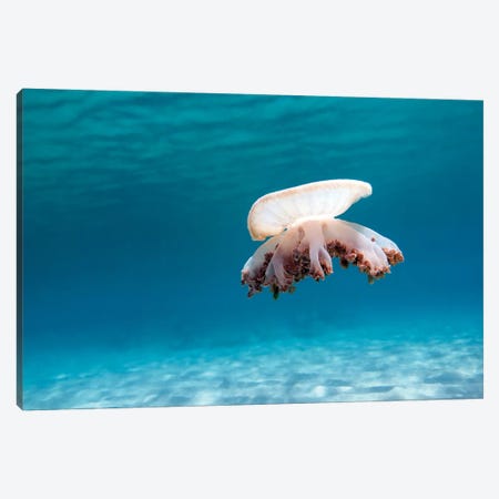 Upside Down Jellyfish In Caribbean Sea Canvas Print #TRK2109} by Karen Doody Art Print