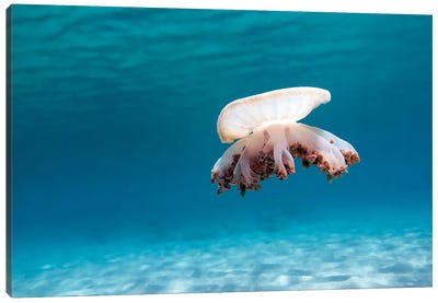 Upside Down Jellyfish In Caribbean Sea Canvas Art Print
