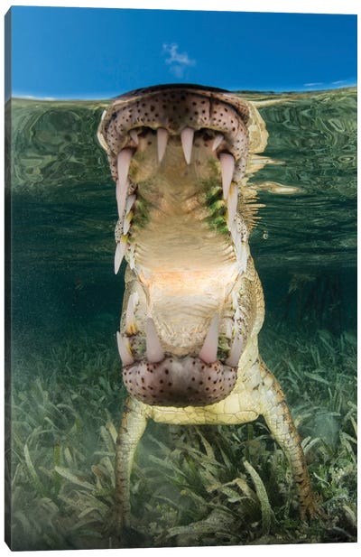 American Saltwater Crocodile In Mangrove Off Of Cuba Canvas Art Print