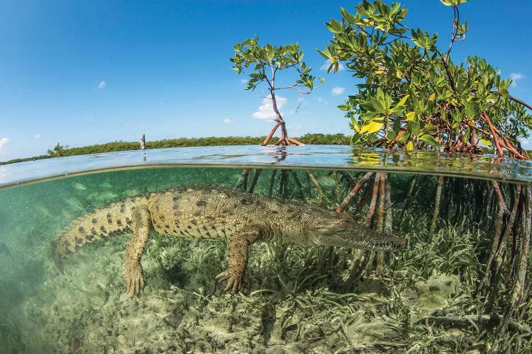 American Saltwater Crocodile Swimming In Mangrove Off Of Cuba