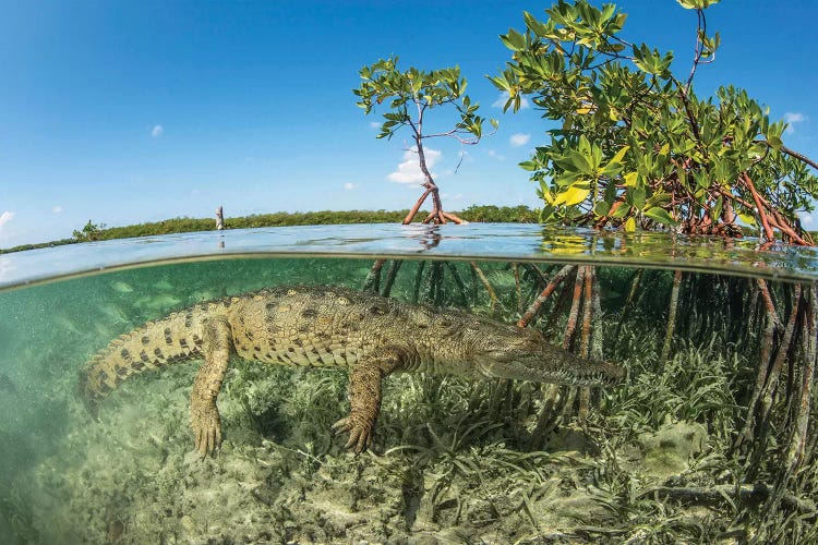 American Saltwater Crocodile Swimming In Mangrove Off Of Cuba by Mathieu Meur wall art