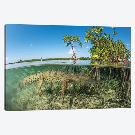 American Saltwater Crocodile Swimming In Mangrove Off Of Cuba Canvas Print #TRK2111} by Mathieu Meur Canvas Wall Art
