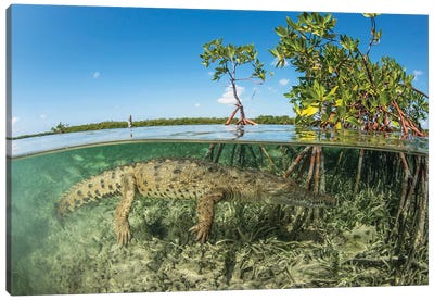 American Saltwater Crocodile Swimming In Mangrove Off Of Cuba Canvas Art Print