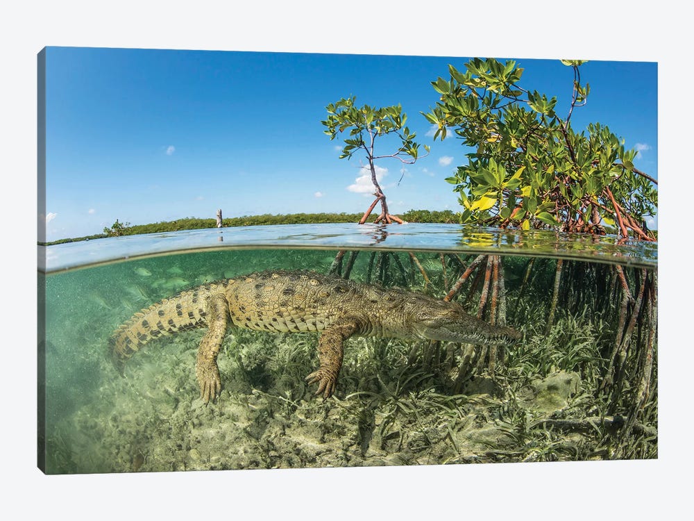 American Saltwater Crocodile Swimming In Mangrove Off Of Cuba by Mathieu Meur 1-piece Canvas Artwork