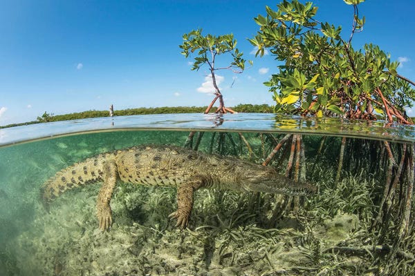 Alligators & Crocodiles: American Saltwater Crocodile Swimming In Mangrove Off Of Cuba by Mathieu Meur