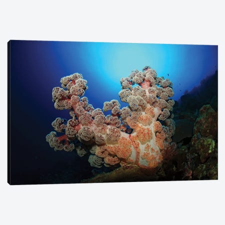 Dendronephthya Soft Coral, Acasta Reef, Indonesia Canvas Print #TRK2112} by Mathieu Meur Canvas Wall Art
