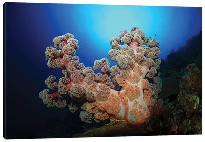 Dendronephthya Soft Coral, Acasta Reef, Indonesia Canvas Art Print