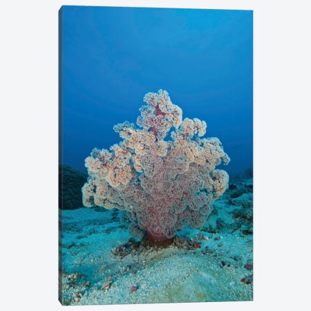 Fluffy Pink And Red Dendronephtya Soft Coral, Indonesia Canvas Print #TRK2113} by Mathieu Meur Canvas Art