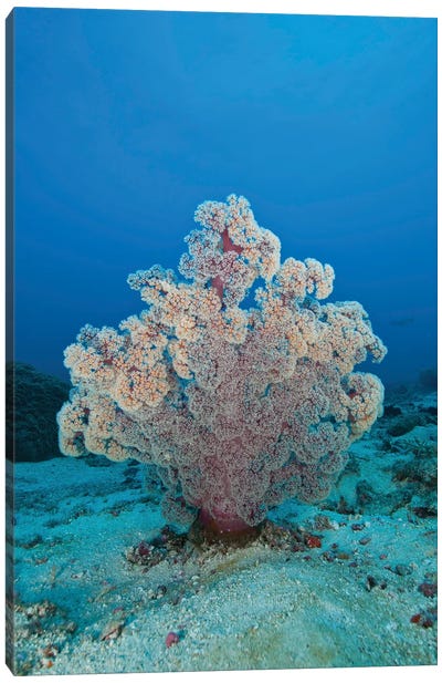 Fluffy Pink And Red Dendronephtya Soft Coral, Indonesia Canvas Art Print
