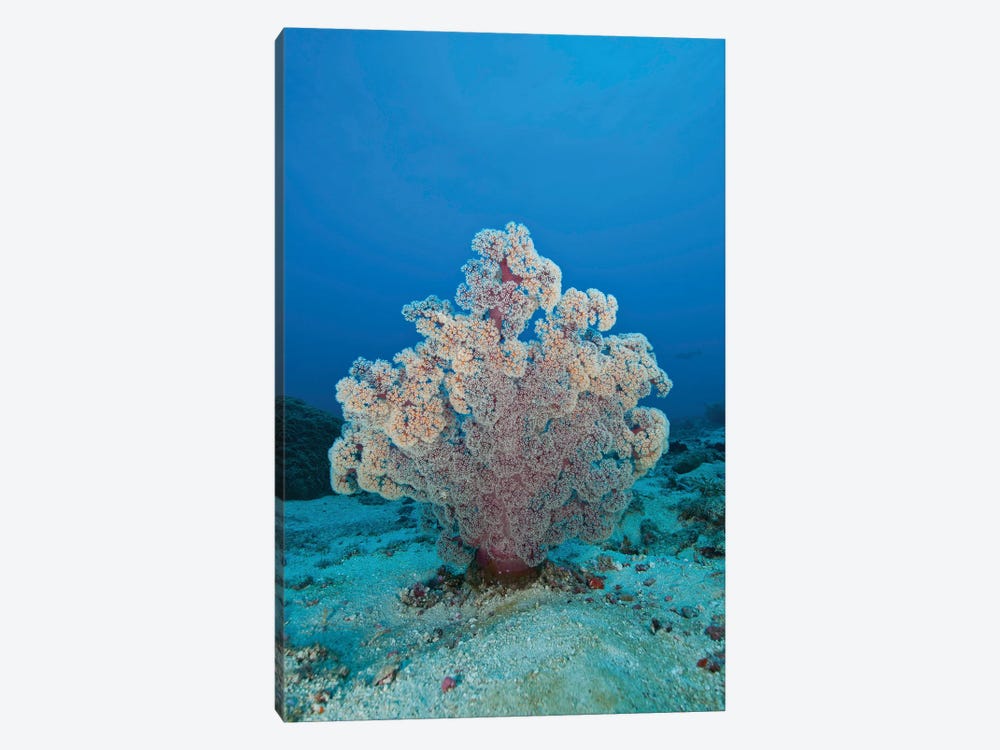 Fluffy Pink And Red Dendronephtya Soft Coral, Indonesia by Mathieu Meur 1-piece Canvas Artwork