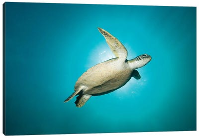 Green Turtle Swimming With Sunburst, New South Wales, Australia Canvas Art Print