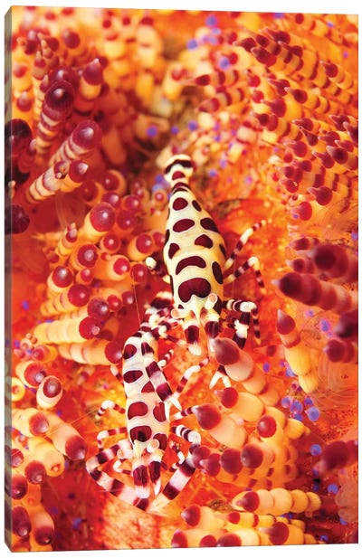 Pair Of Coleman Shrimp On A Red And Yellow Fire Urchin, Bali, Indonesia Canvas Art Print - Camouflage