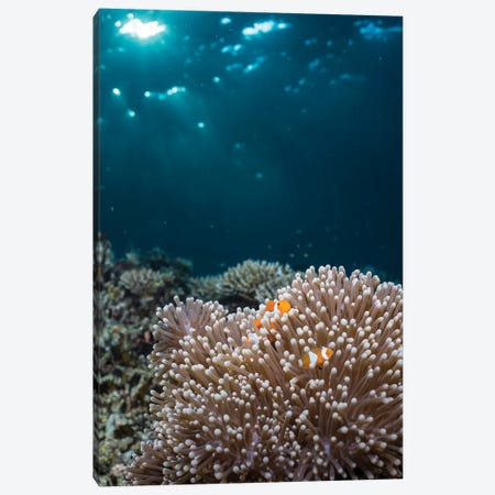 Rays From The Setting Sun Shining On An Anemone With A Pair Of Clownfish Canvas Print #TRK2121} by Mathieu Meur Canvas Print