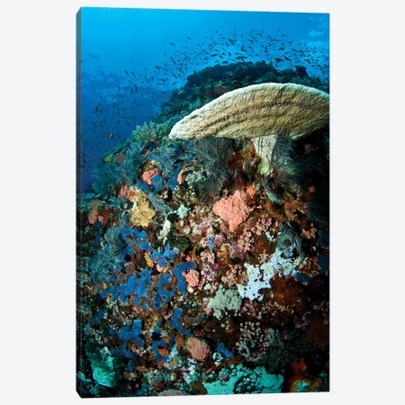 Reef Scene With Corals And Fish, Komodo, Indonesia Canvas Print #TRK2122} by Mathieu Meur Canvas Print