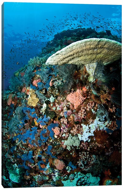 Reef Scene With Corals And Fish, Komodo, Indonesia Canvas Art Print