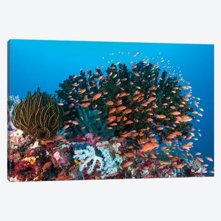 School Of Anthias Fish Swimming Over A Colorful Reef Canvas Print #TRK2123} by Mathieu Meur Canvas Print