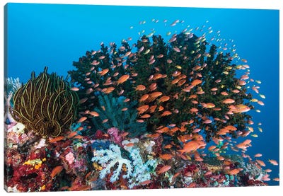 School Of Anthias Fish Swimming Over A Colorful Reef Canvas Art Print