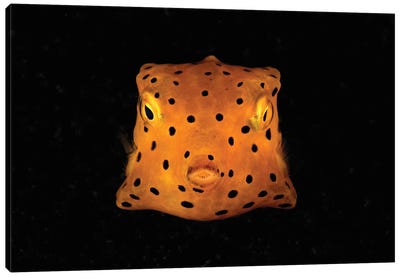 Yellow And Black Spotted Boxfish, North Sulawesi, Indonesia Canvas Art Print